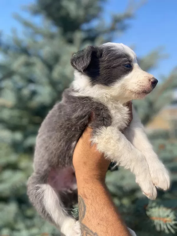 Show Kalite Safkan Border Collie Yavrularımız