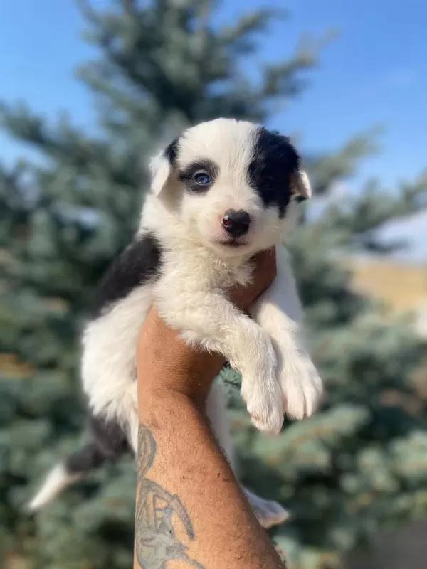 Show Kalite Safkan Border Collie Yavrularımız