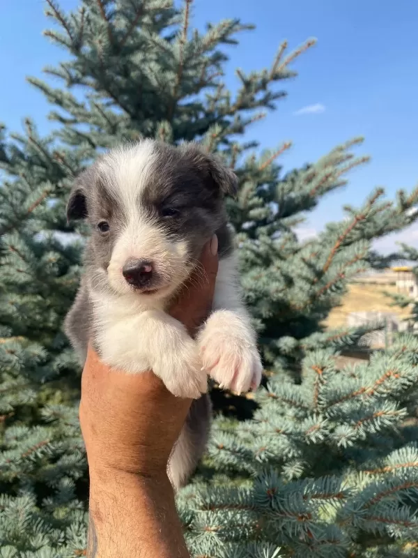 Show Kalite Safkan Border Collie Yavrularımız