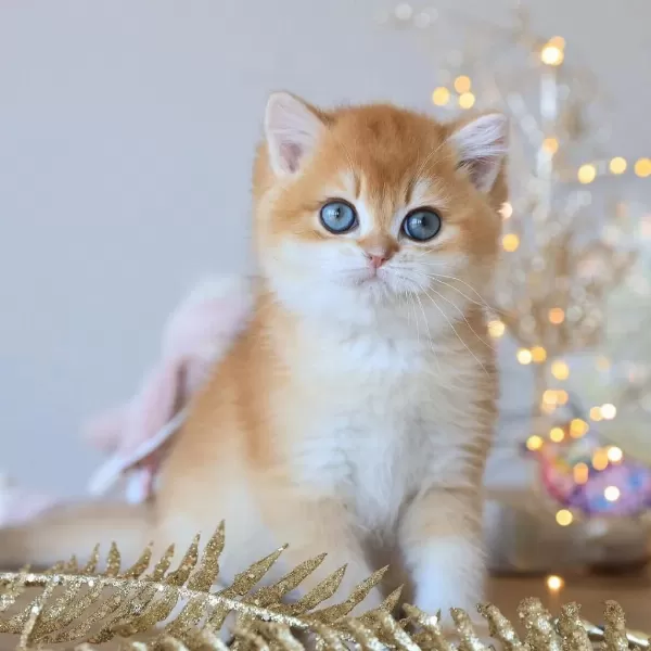 Manken Gibi Golden British Shorthair
