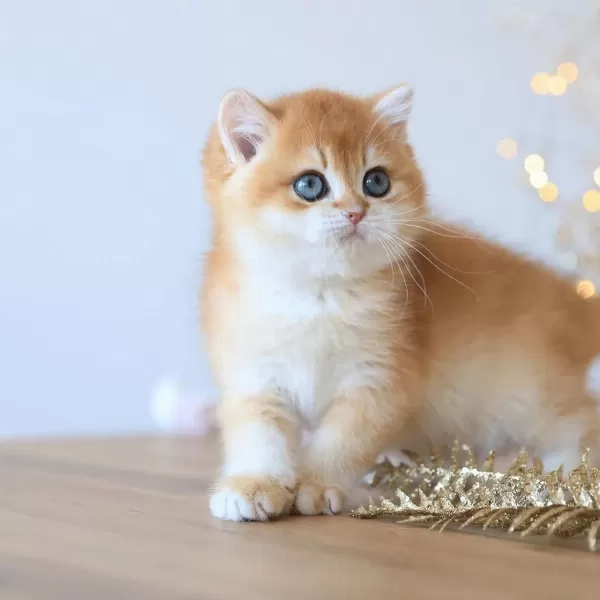 Manken Gibi Golden British Shorthair