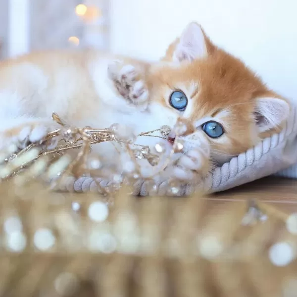 Manken Gibi Golden British Shorthair