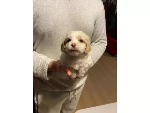 Xs Maltipoo Bebeklerimiz