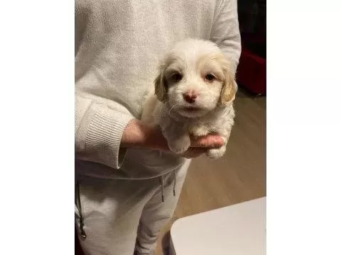 Xs Maltipoo Bebeklerimiz