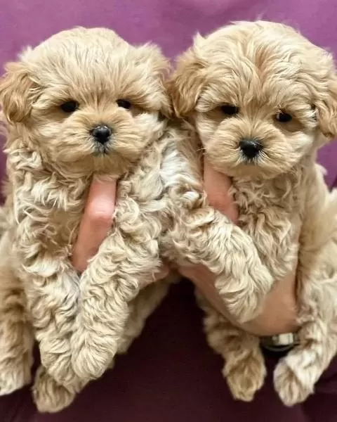 Dünya Tatlisi Maltipoo Yavrulari