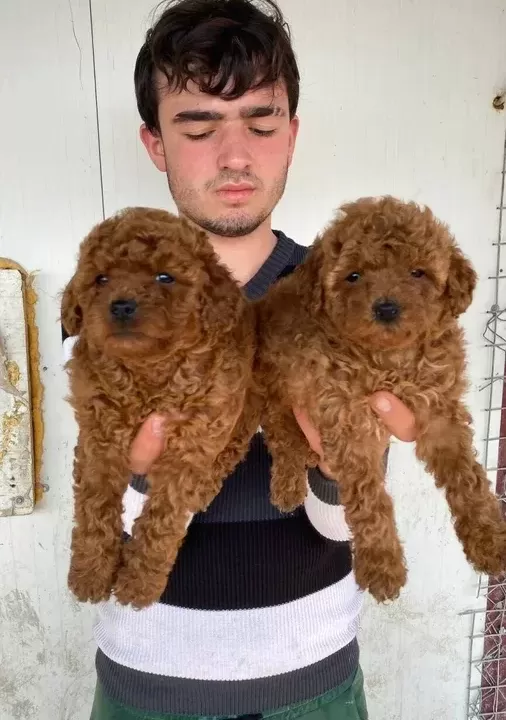 Denizli Pamukkale Toy Poodle Yavruları Akıllı Ve Tüy Dökmeyen Dostunuz