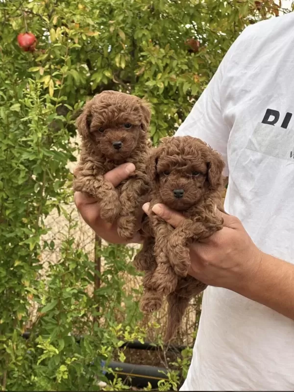 Safkan Toy Poodle Yavrular