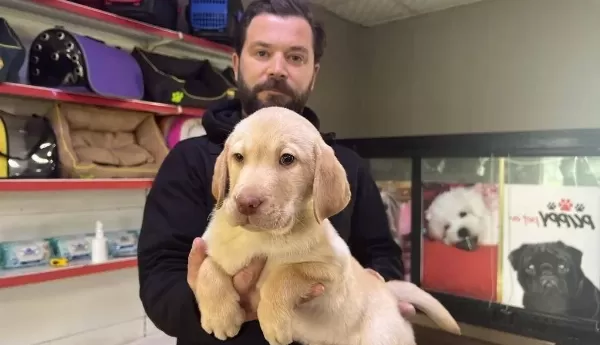 Safkan Irk Garantili Labrador Yavrulari