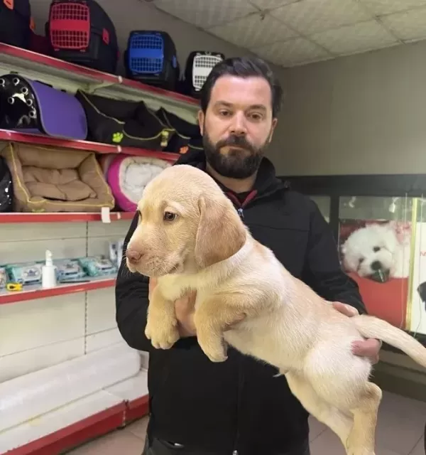 Safkan Irk Garantili Labrador Yavrulari