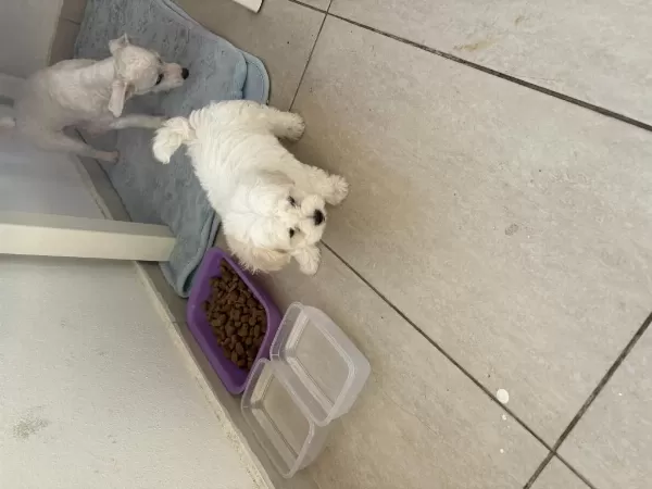 2 Aylık Erkek Yavru Safkan Maltese Terrier