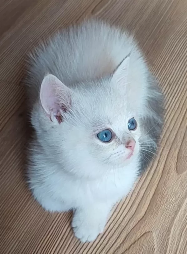 Safkan British Shorthair