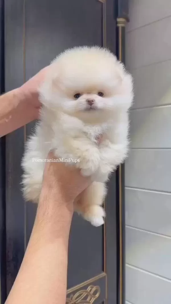 Pomeranian Kar Topları Sizleri Bekliyor