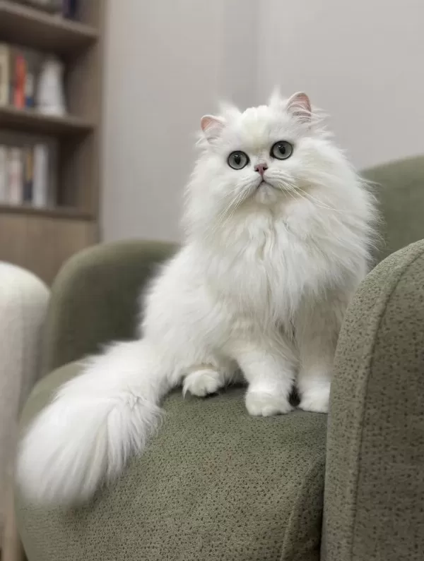 Koca Gözlü Silver Ns12 British Longhair