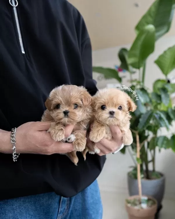 Mini Boy Maltipoo Bebekler