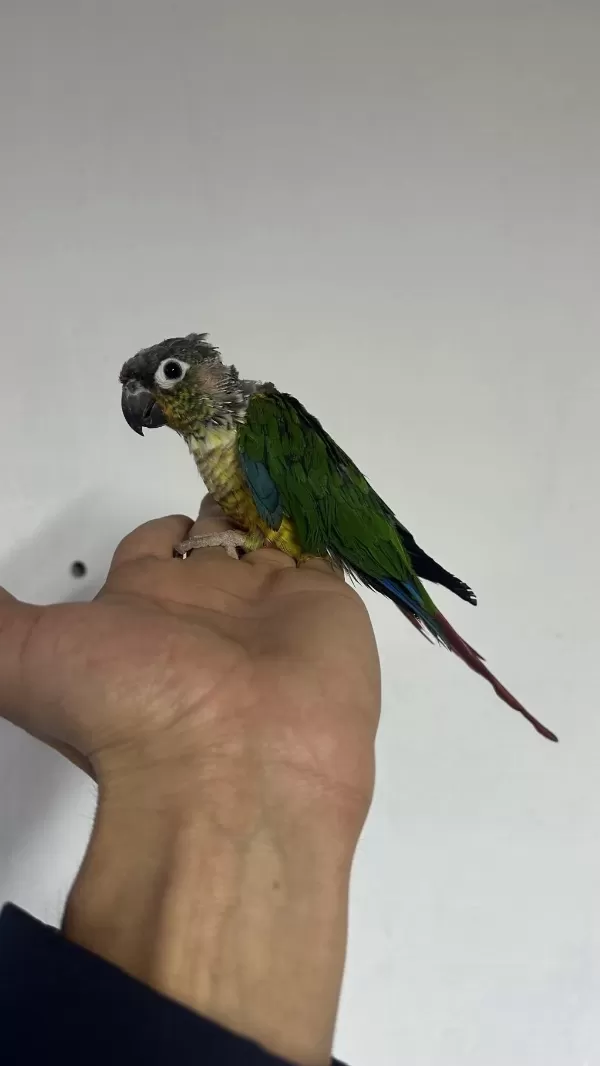 4 Yaşinda Yari Evcil Erkek Konur Papağani