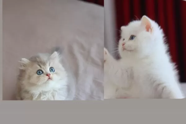 Show Kalite British Longhair Yavrularimiz