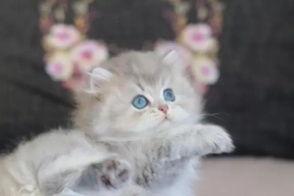 Safkan British Longhair Yavru Kediler