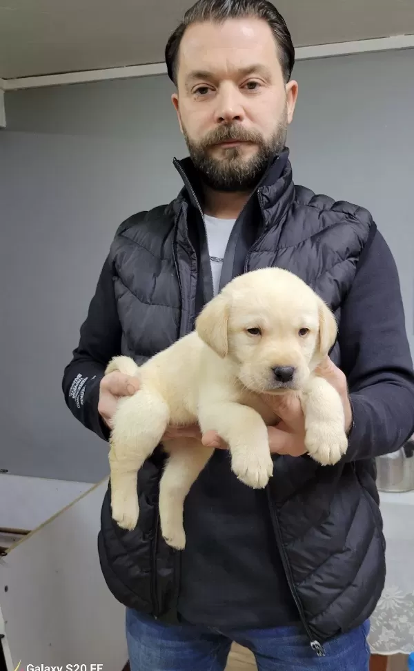 Safkan Irk Garantili Labrador Yavrularimiz