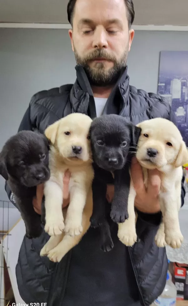 Safkan Irk Garantili Labrador Yavrularimiz