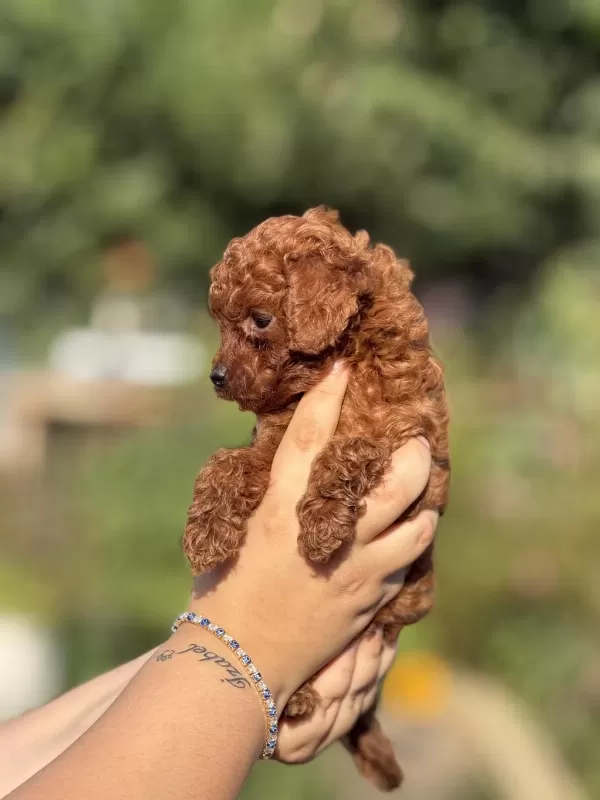 Büyümeyen Aşili Çiş Eğitimli Toy Poodle Bebekler