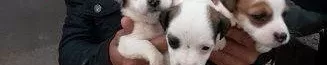 Irk Garanti̇li̇ Jack Russel Yavrulari