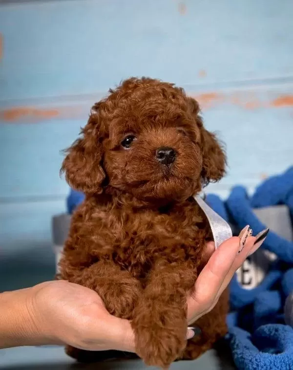 İrk Garantili Toy Poodle Yavrulari