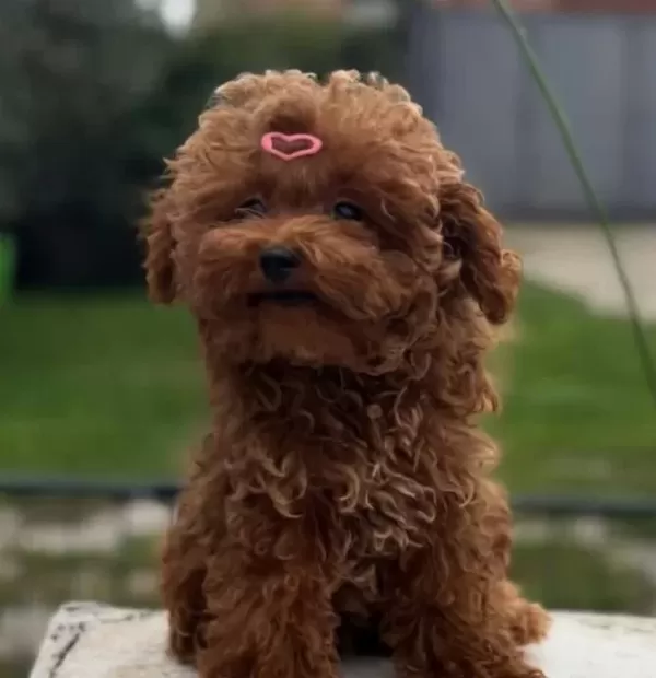 Aşıları Tam Orijinal Irk Garantili Toy Poodle