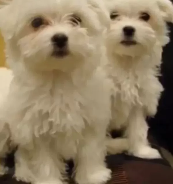 Mini Boy A Kalite Kore Maltese Bebekler