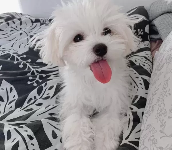 Mini Boy A Kalite Kore Maltese Bebekler