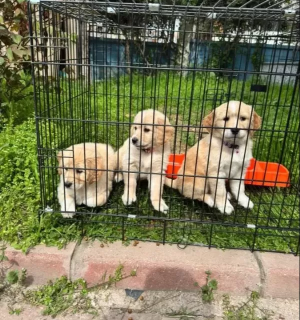 Bebek Yüzlü Golden Yavrular