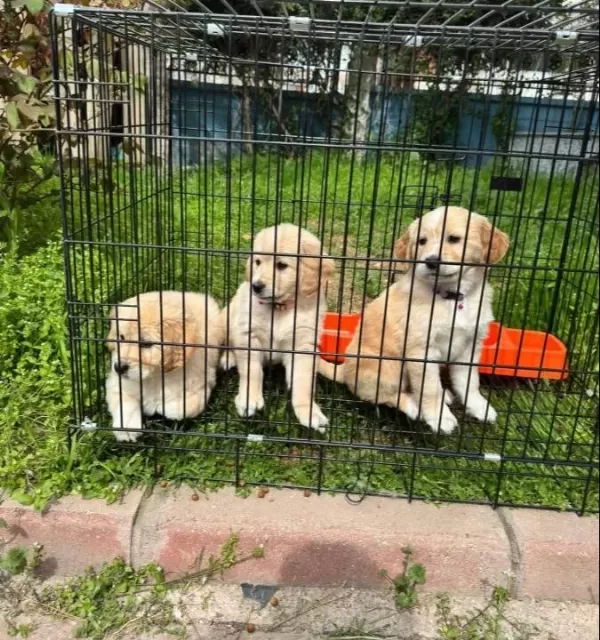 Bebek Yüzlü Golden Yavrular