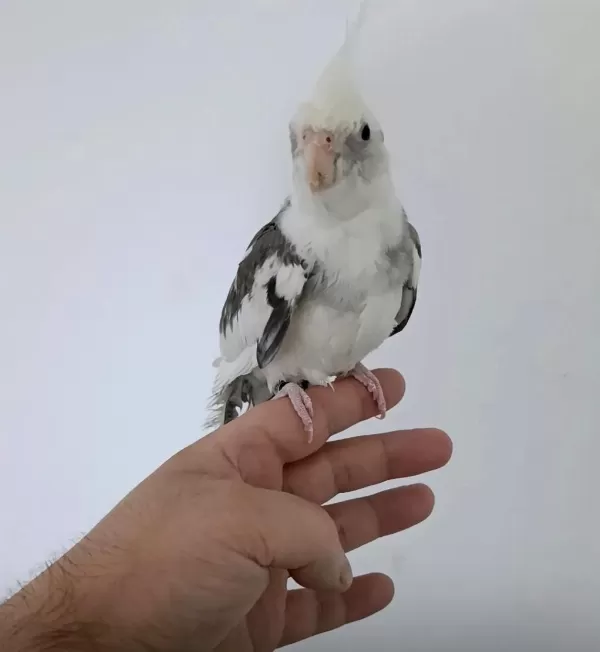 Konuşan Sultan Papağanı White Face