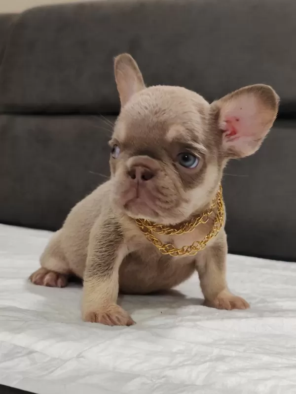 New Shade İsabella Ve Rojo Merle Fransız Bulldog Yavruları
