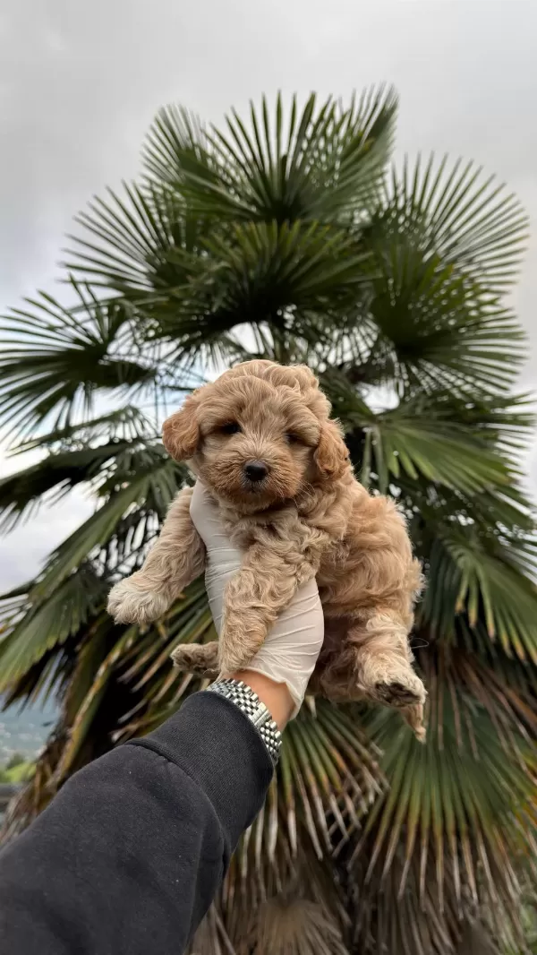 Poodle Ayarında Maltipoo