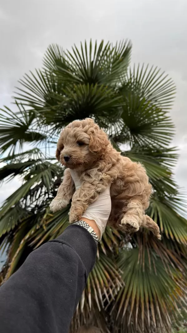 Poodle Ayarında Maltipoo