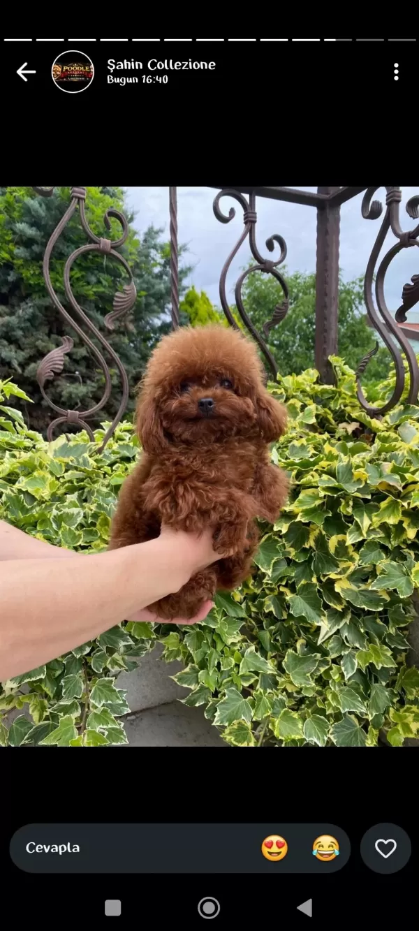 Toy Poodle İçin Güvenilir Tek Adres