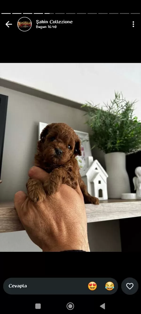 Toy Poodle İçin Güvenilir Tek Adres
