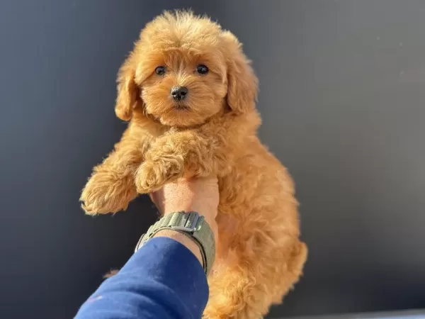 Petmode Köpek Çiftliğinden Kore Maltipoo Yavrumuz