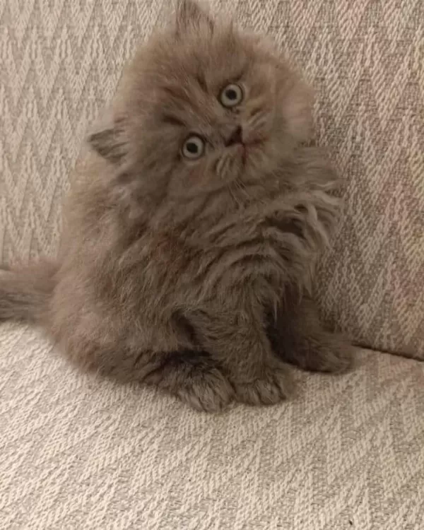Harika Güzellikte British Longhair Yavrum