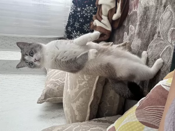 Kedimizi Ücretsiz Olarak Sahiplendirme