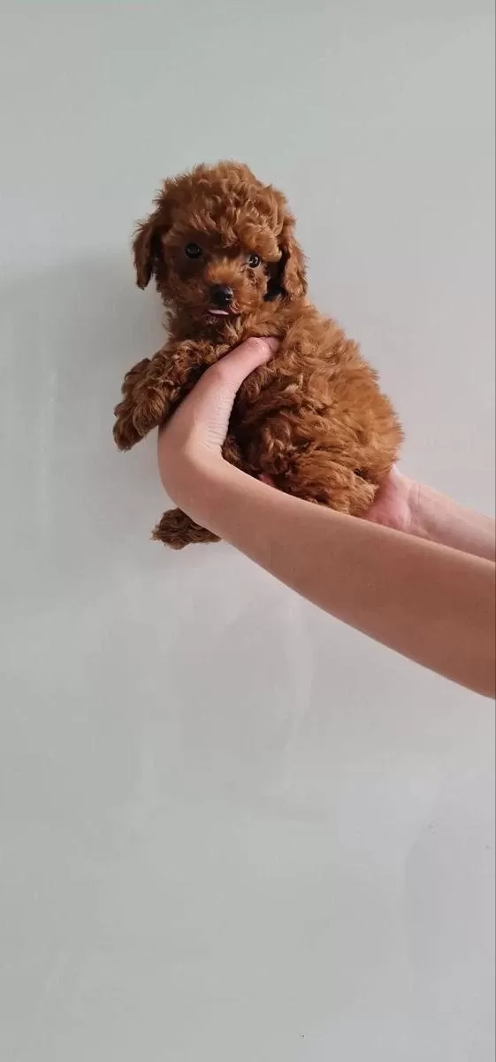 Toy Poodle Yavru Köpekler