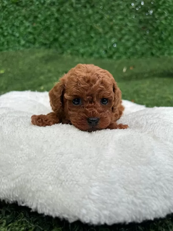 Ruhsatli Poodle Evinden Çok Sayida Poodle Bebek
