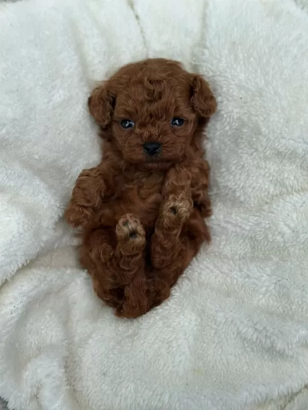 Ruhsatli Poodle Evinden Çok Sayida Poodle Bebek