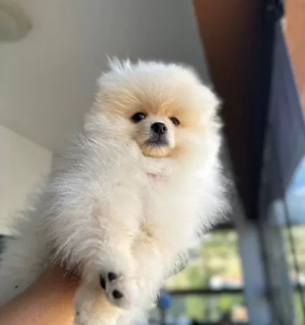 Orıjınal Ayıcık Suratlı Ve Kalın Bacaklı Pomeranian Tedyı