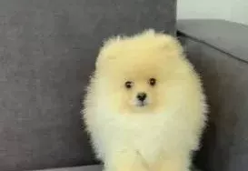 Orıjınal Ayıcık Suratlı Ve Kalın Bacaklı Pomeranian Tedyı