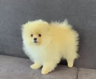 Orıjınal Ayıcık Suratlı Ve Kalın Bacaklı Pomeranian Tedyı