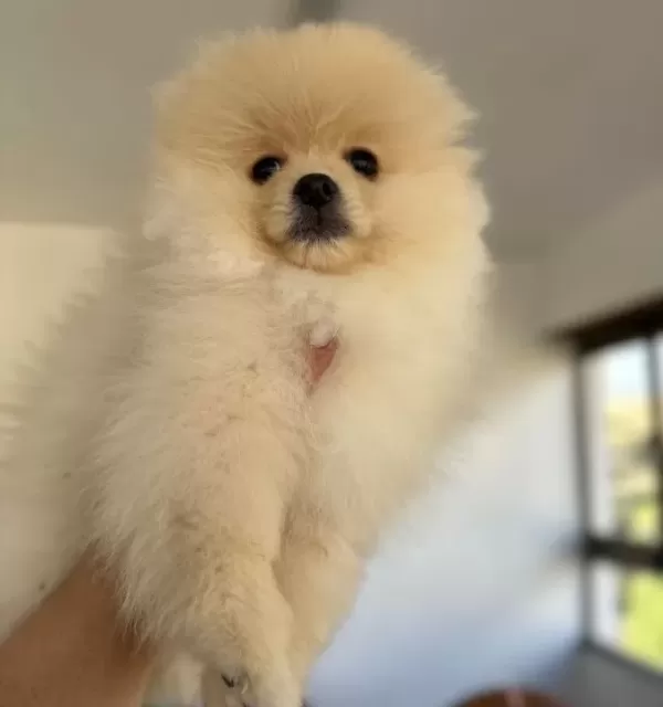 Orıjınal Ayıcık Suratlı Ve Kalın Bacaklı Pomeranian Tedyı