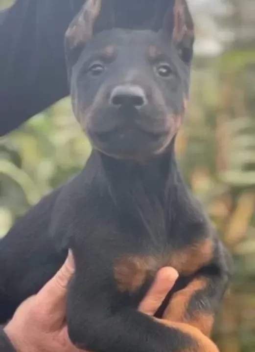 Ki̇ng Doberman Yavrularimiz