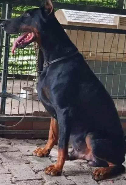 Ki̇ng Doberman Yavrularimiz