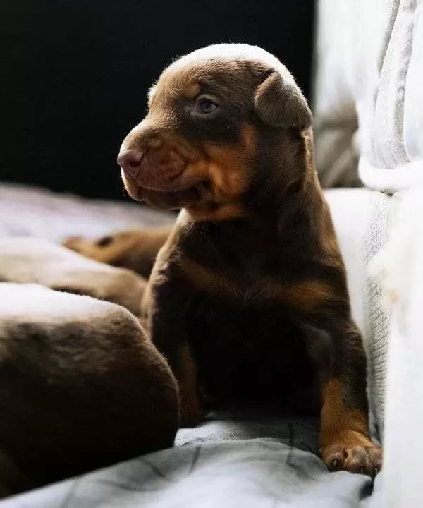 Ki̇ng Doberman Yavrularimiz